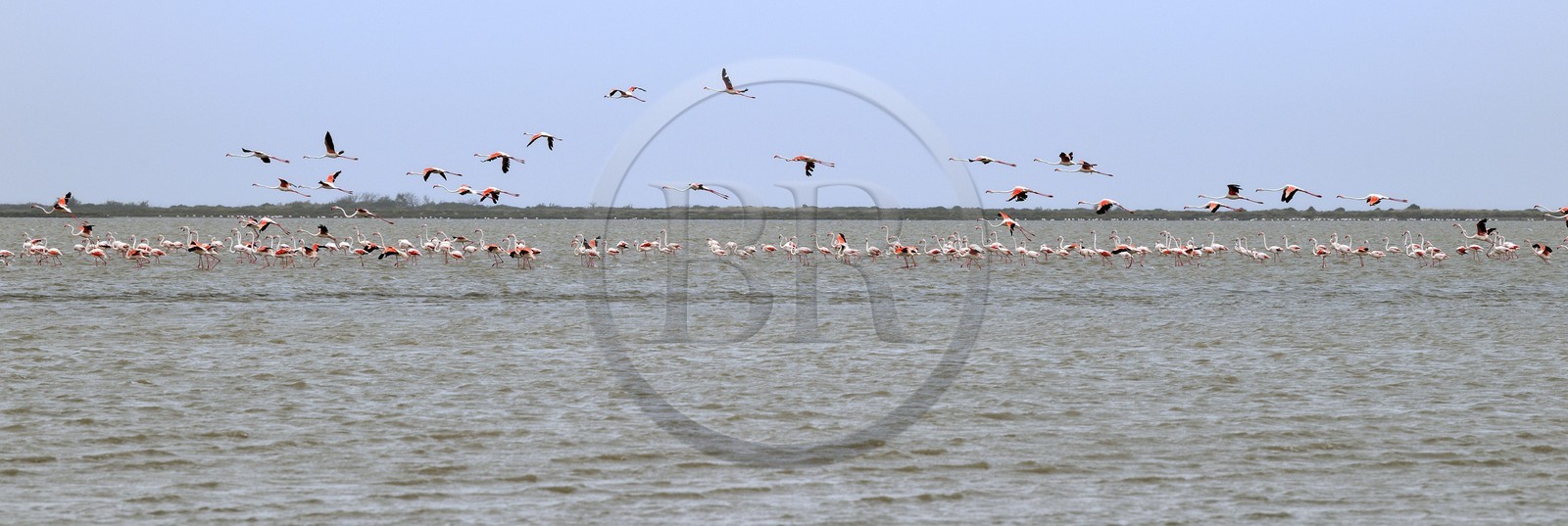 France, Bouches-du-Rhône (13), Parc naturel régional de Camargue, l’étang du Vaisseau, flamants roses (Phoenicopterus roseus) France, Bouches-du-Rhône (13), Parc naturel régional de Camargue, l’étang du Vaisseau, flamants roses (Phoenicopterus roseus)