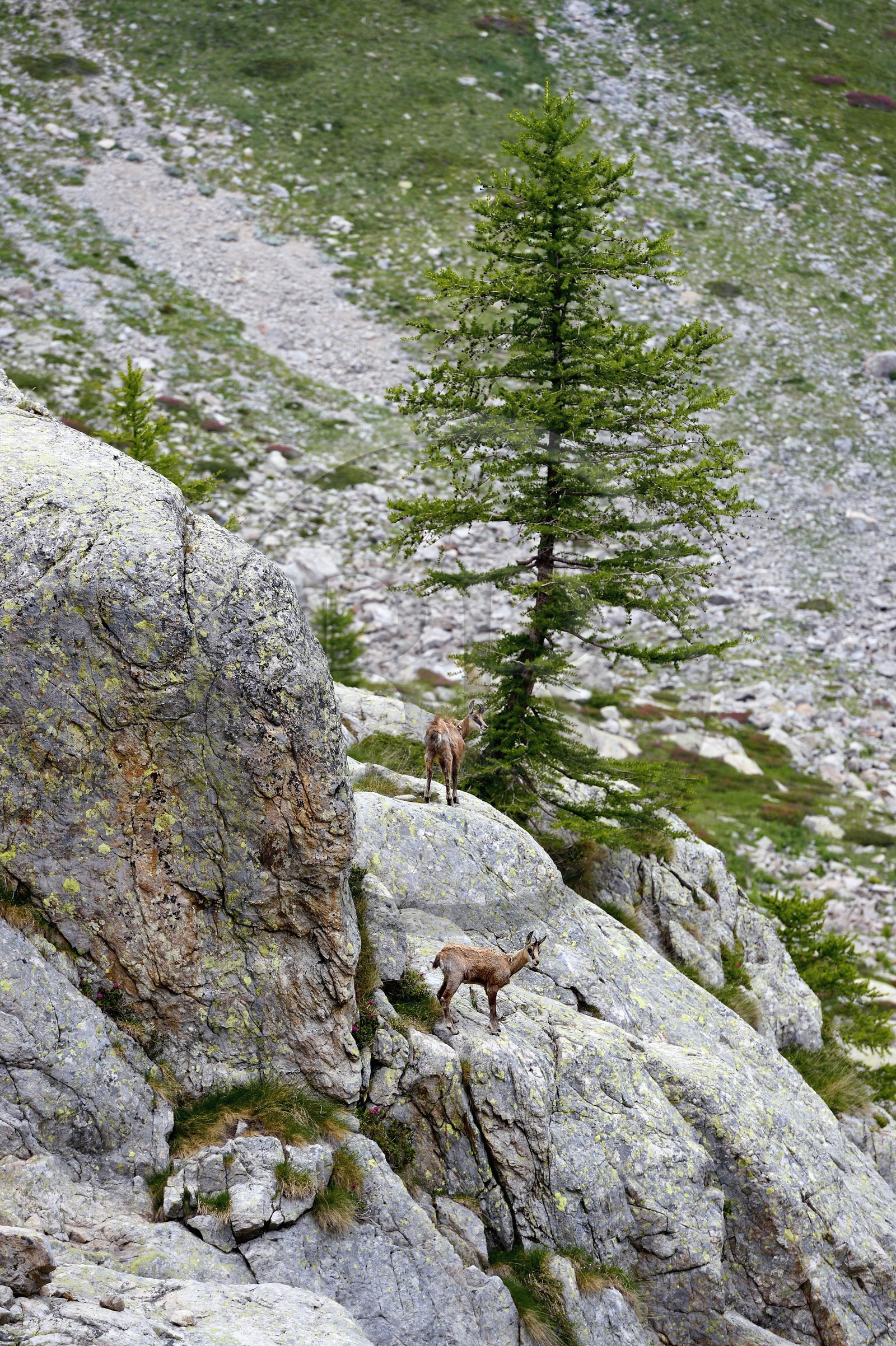 France, Alpes-Maritimes (06), parc national du Mercantour, vallée de la Valmasque, chamois (Rupicapra rupicapra)