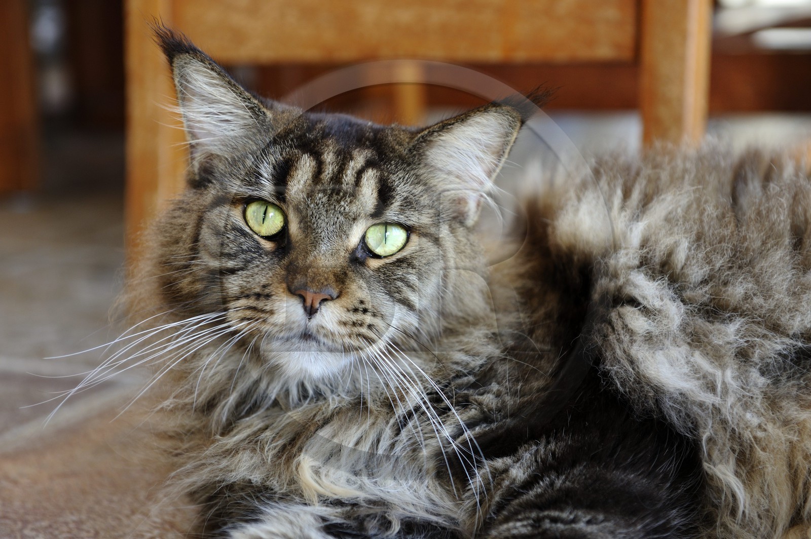 France, Reunion island (French overseas department), Main coon cat