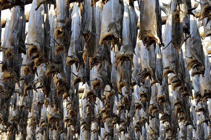 Norway, Nordland County, Lofoten Islands, Vestvagoy Island, Ballstad harbour, drying codfish