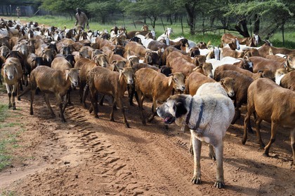 Namibie, Otjiwarongo, Cheetah Conservation Fund, centre de recherche et d'éducation, le Livestock Guarding Dog Program (programme chien de garde du bétail) du CCF a été très efficace pour réduire les taux de prédation et ainsi aussi l'inclinaison des agriculteurs à piéger ou tirer sur des guépards, chien Berger d'Anatolie aussi connu sous le nom de Kangal surveillant un troupeau de chèvres Boer et de moutons Damara