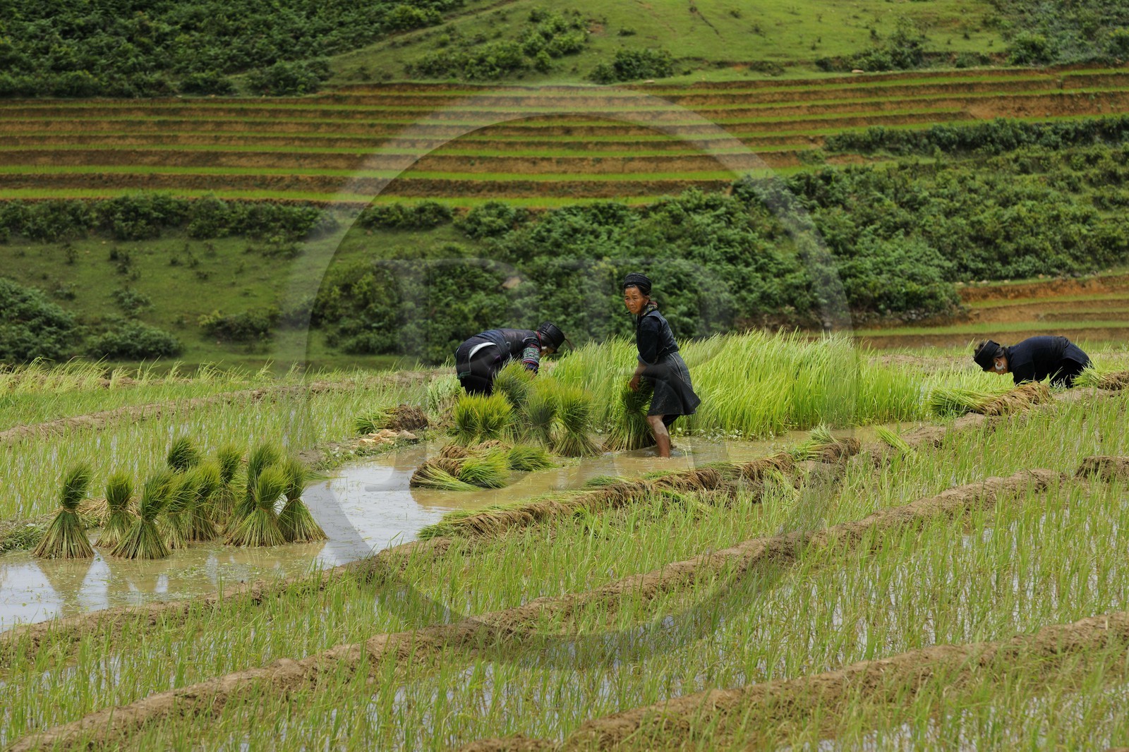 Vietnam, province de Lao Cai, région de Sapa, vallée de Ta Phin, culture de rizières en terrasses, femmes de la minorité Hmong Noir effectuant le repiquage du riz