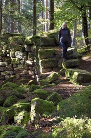 France, Bas-Rhin (67), Mont Saint-Odile, randonnée le long du Mur Païen, vestige d'un mur d'enceinte probablement de l'époque mérovingienne d'une longueur totale de onze kilomètres