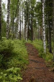 Suède, Comté de Vasterbotten, région d'Umea, forêt de bouleaux à Tallberg
