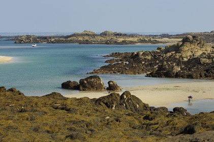 France, Manche, Iles Chausey, shrimping at low tide