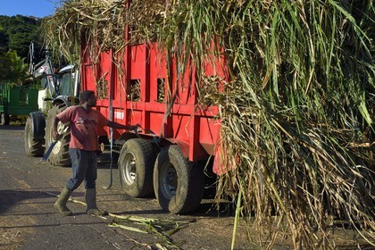 France, Ile de la Reunion, Saint-Pierre, Grands Bois, un des 11 centres de réception et de collecte de la canne à sucre aussi appelés Balance, les tracteurs amènent depuis les champs la canne dans des remorques