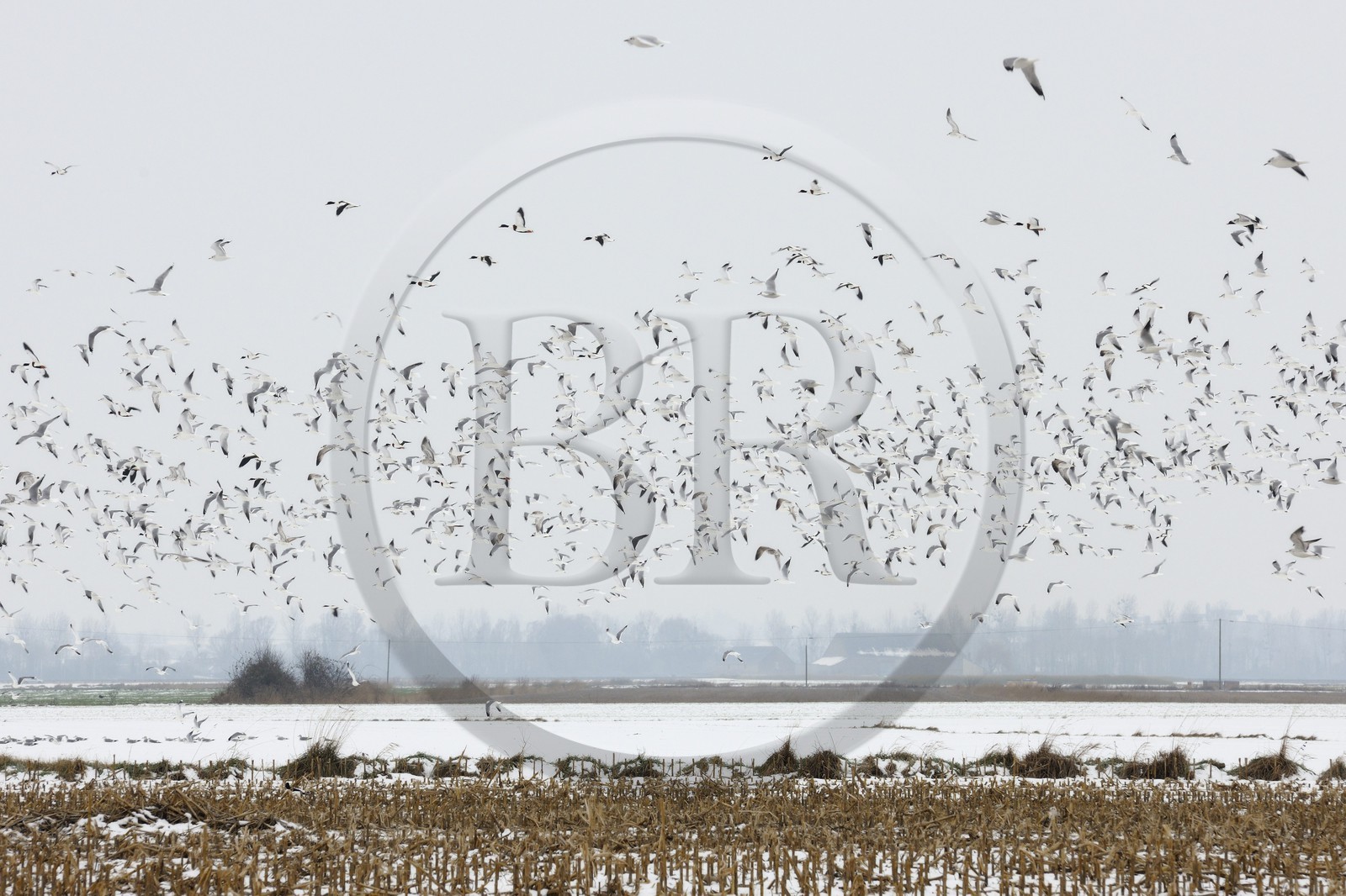 France, Ille-et-Vilaine (35), le polder du Mont-Saint-Michel, mouettes et canards