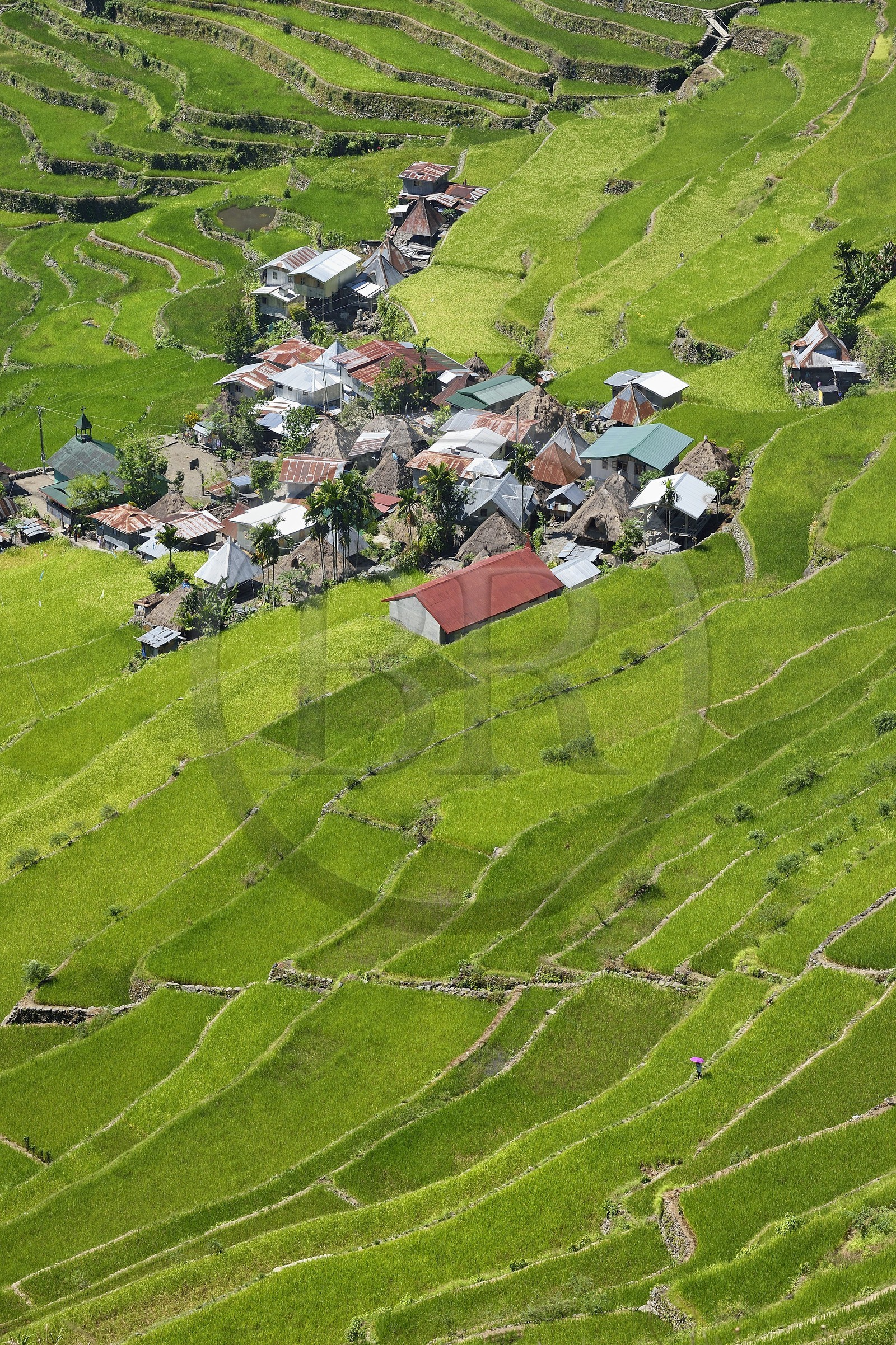 Philippines, province d'Ifugao, les rizières en terrasses de Banaue autour du village de Batad, classées Patrimoine Mondial de l'UNESCO