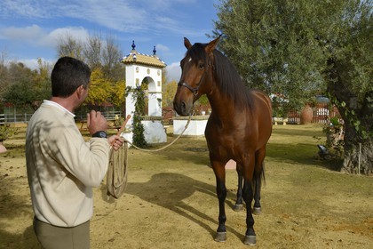 Espagne, Andalousie, province de Séville, Utrera, le haras Ayala (Yeguada Ayala), Pure race espagnole ou PRE (Pura Raza Espanola)