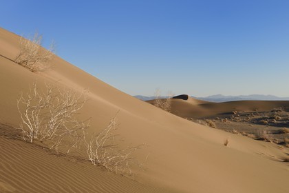 Iran, Yazd province, Dasht-e Kavir desert, Moghestan, sand dunes and Tamarix aphylla