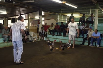 France, Ile de la Reunion, Petit Tampon, combat de coqs dans le Rond de Coq