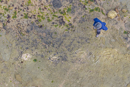 France, Vendée (85), Talmont-Saint-Hilaire, la Pointe du Payré, estran du site du Veillon à marée basse, traces fossiles tridactyles de dinosaures bipèdes datées d'environ 200 millions d’années