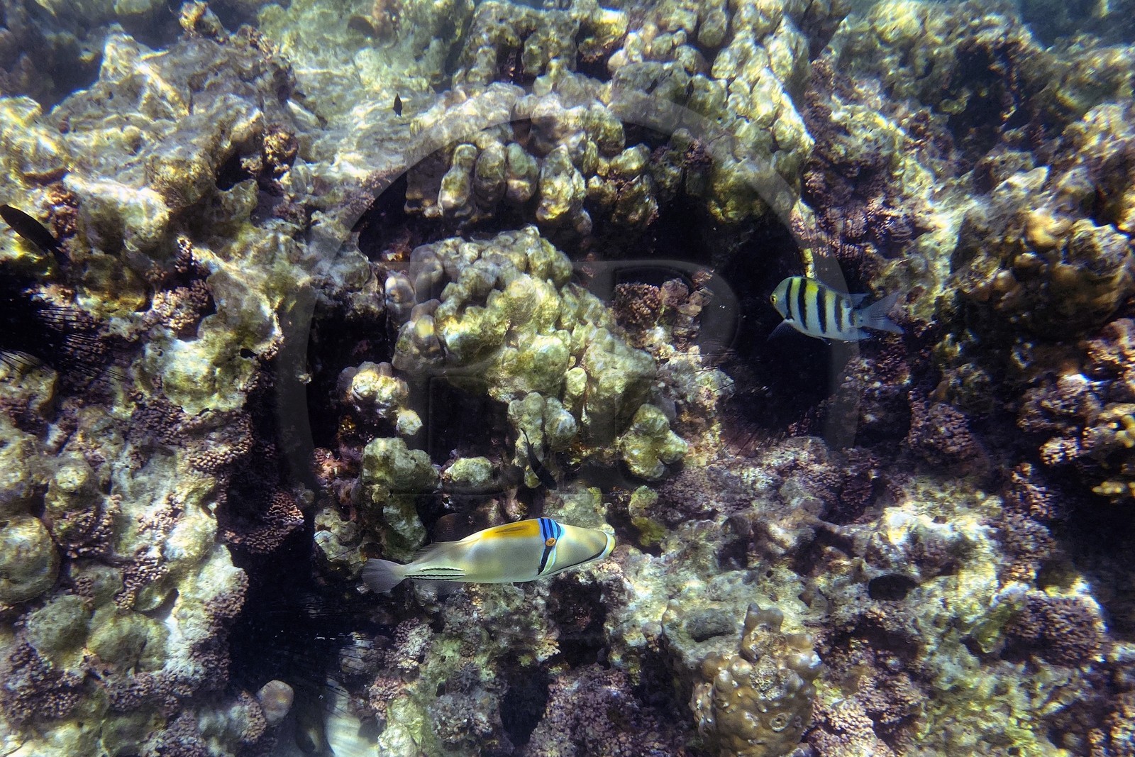 Sultanat d'Oman, gouvernorat de Mascate, réserve naturelle des Iles Daymaniyat, récif corallien