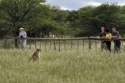 Namibia, Otjiwarongo, Cheetah Conservation Fund, research and education centre, observation of cheetahs (Acinonyx jubatus) from an enclosure