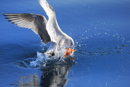 Norvège, Nordland, Îles Lofoten, mouette à la pêche