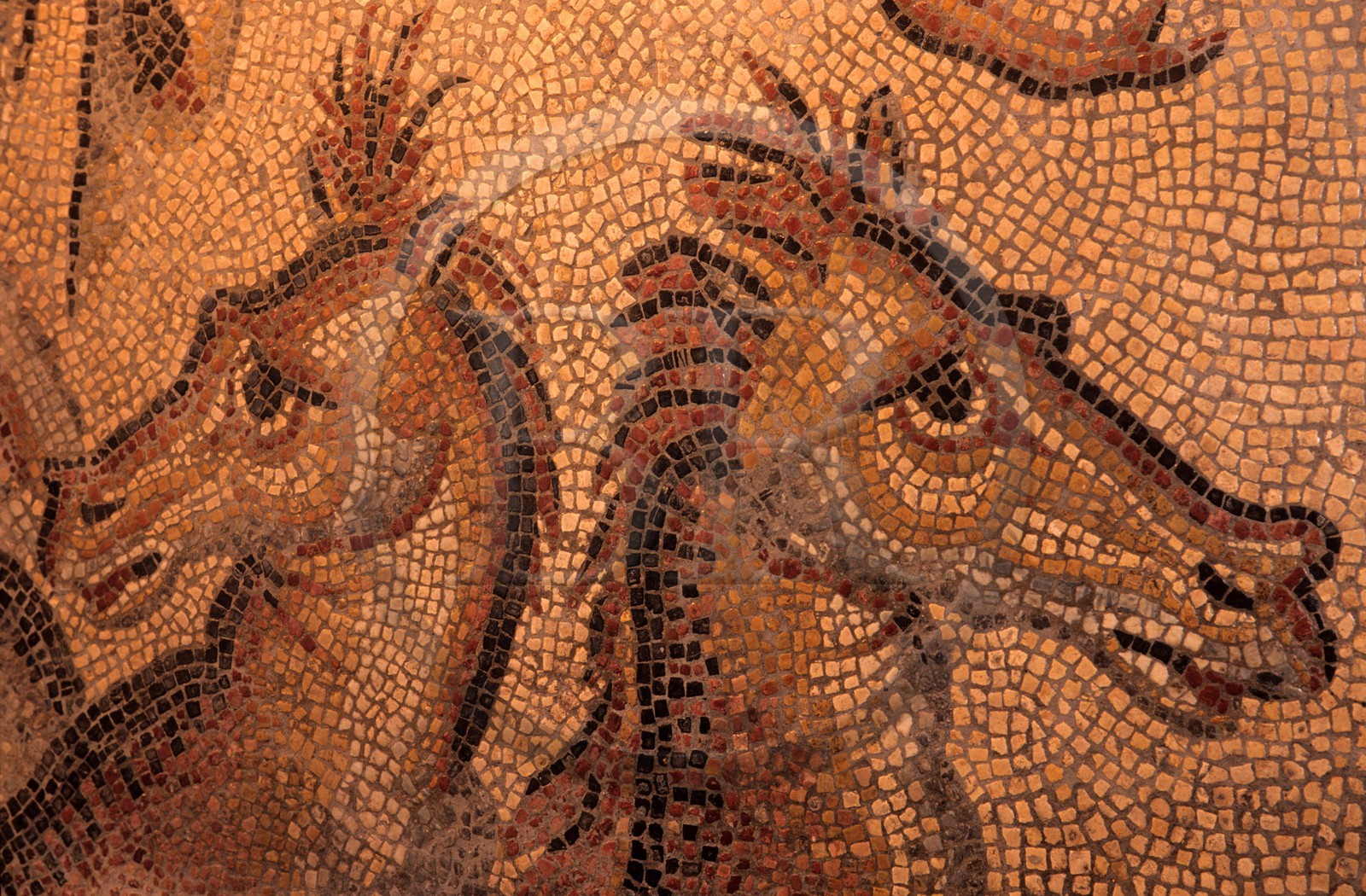 France, Saône-et-Loire (71), Autun, musée Rolin, mosaïque du triomphe de Neptune
