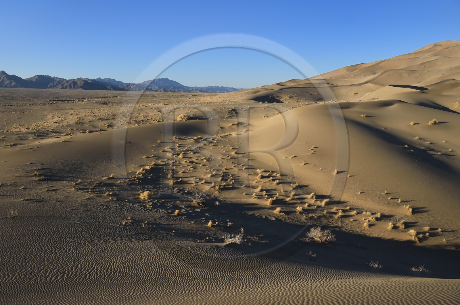 Iran, Province de Yazd, désert du Dasht-e Kavir, Moghestan, massif dunaire dont la plus haute dune atteint les 200 mètres