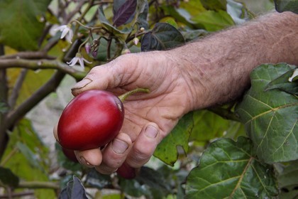 France, Ile de la Reunion, Le Tampon, la Plaine des Cafres, fruit du Tamarillo (Solanum betaceum) aussi appelé tomate arbuste