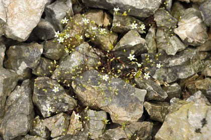 France, Var, Plan d'Aups Sainte Baume, Sainte-Baume Regional Nature Park, Sainte-Baume Massif, Sabline de Provence or Gouffeia arenarioides (Arenaria provincialis)