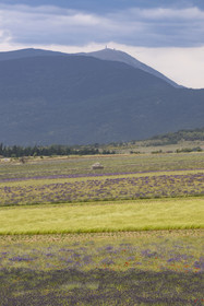France, Drôme (26), Drome provençale, Pays de Sault, Ferrassières, champs de lavande et le Mont Ventoux en arrière plan