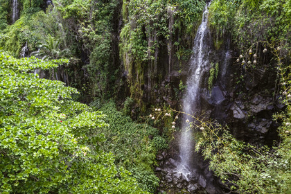 France, Ile de la Reunion, Parc national de La Réunion, classé Patrimoine Mondial de l'UNESCO, Sainte-Rose, anse des Cascades, cascade et nids de tisserin gendarme (Ploceus cucullatus) aussi appelé Oiseau Bellier au premier plan (vue aérienne)