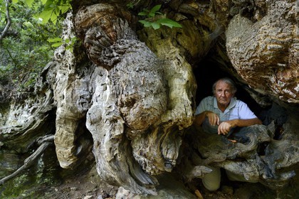 France, Haute-Corse (2B), Castagniccia, village de Carcheto, l'écrivain Jean-Claude Rogliano et le célèbre chataigner qui est le personnage principale de son livre Le berger des morts, Mal'Concilio