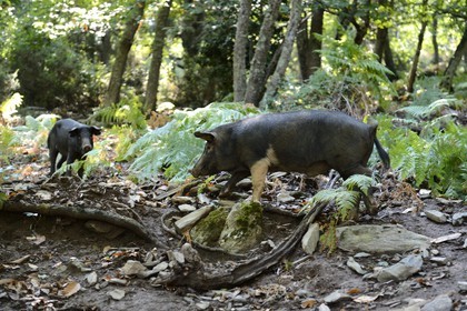 France, Haute-Corse (2B), Castagniccia, cochon semi-sauvages en liberté