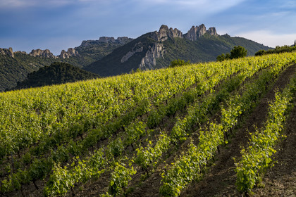 France, Vaucluse, Dentelles de Montmirail mountains, the mountain of the Dentelles Sarrasines and the terraced vineyards, the Grand Montmirail in the background on the left