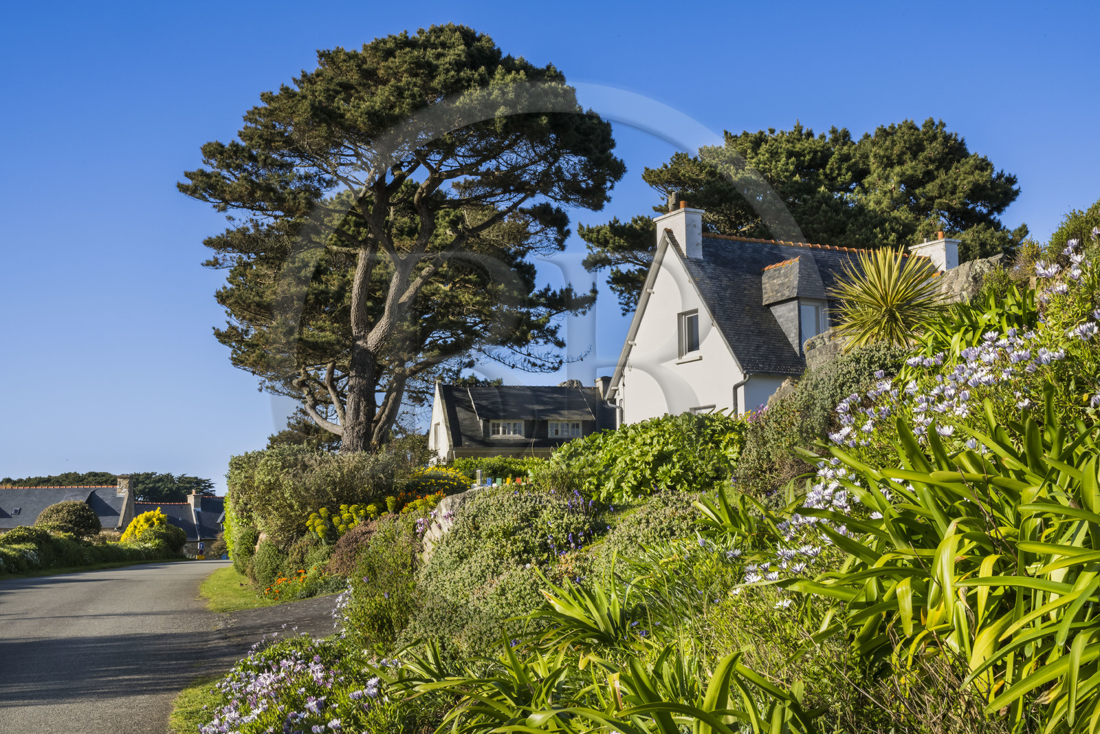 France, Côtes-d'Armor (22), Côte d'Ajoncs, Plougrescant, hameau de Porz Bugalé