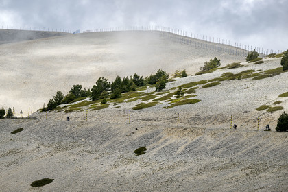 France, Vaucluse, Parc Naturel Regional du Mont Ventoux, Bedoin, bike ascent of Mont Ventoux by the D974 road on the southern slope towards the summit, scree covered here and there with dwarf junipers