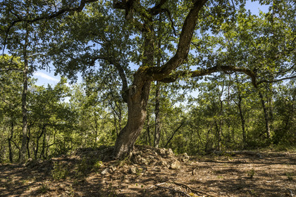 France, Var (83), Provence Verte, Bras, Académie du Bain de Forêt Provençale, forêt du domaine Le Peyrourier - une campagne en Provence