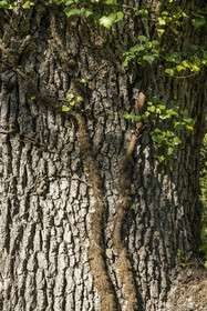 France, Var, Provence Verte (Green Provence), Bras, Academie du Bain de Foret Provencale (Academy of Forest Bathing in Provence), forest of the domaine Le Peyrourier - une campagne en Provence