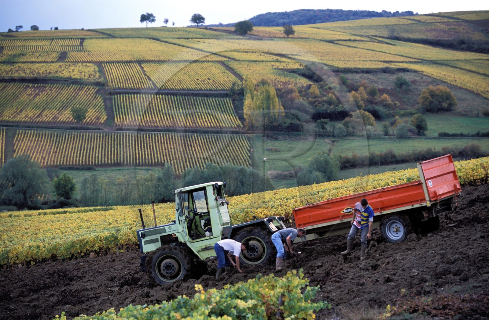 France, Saône-et-Loire (71), Chalonnais, au sud de Givry, préparation du vignoble à l' automne