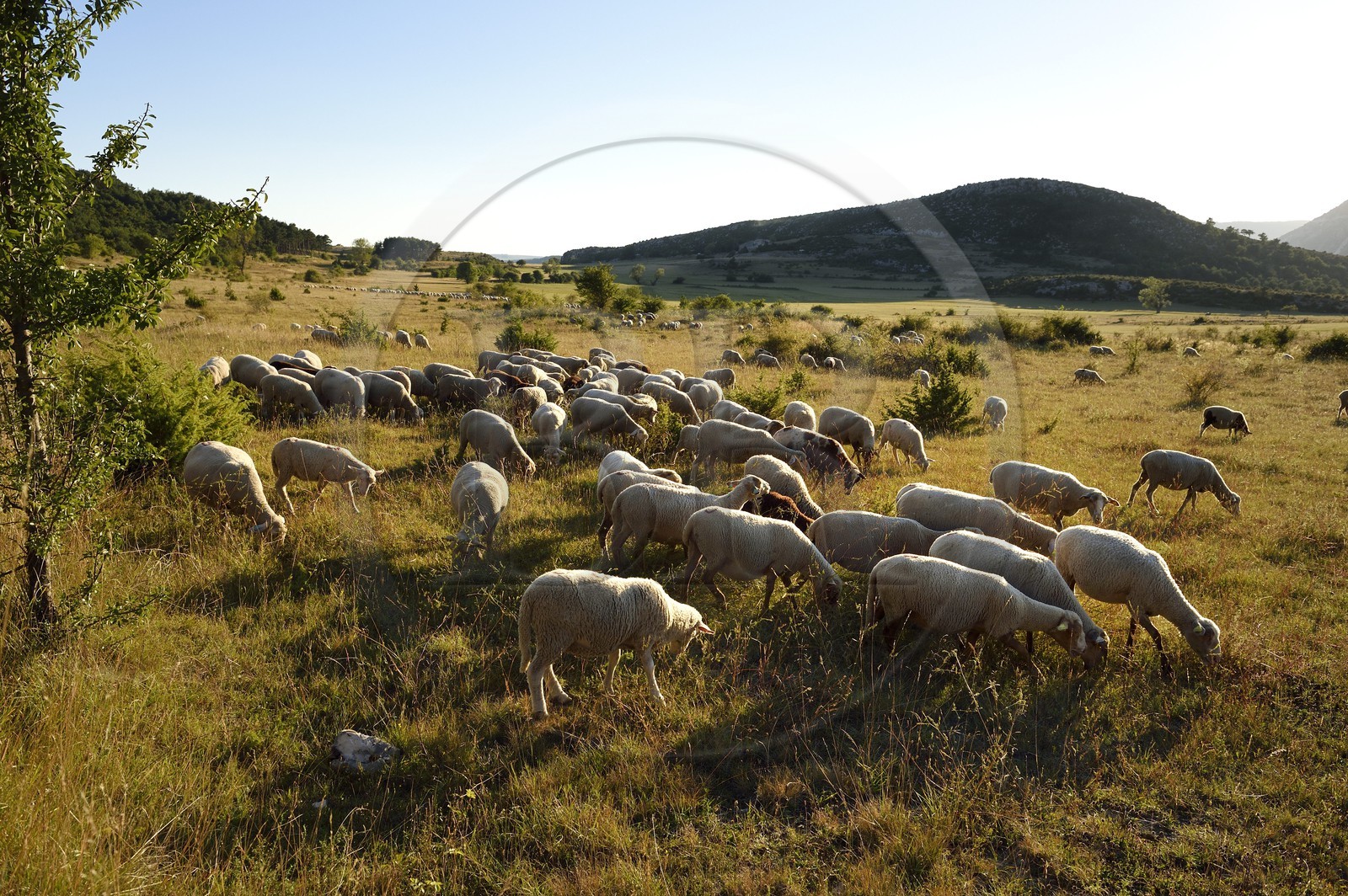 France, Var, Parc Naturel Regional du Verdon, Trigance region, sheep in pasture