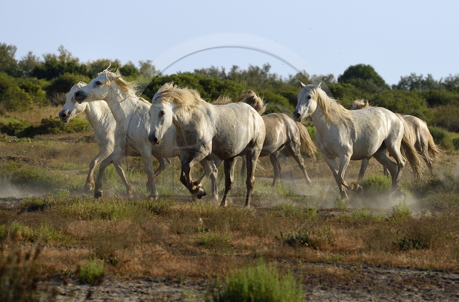 France, Bouches du Rhone, Parc naturel regional de Camargue (Regional Natural Park of Camargue), around Malagroy pond, manade Jacques Mailhan, Camargue horses