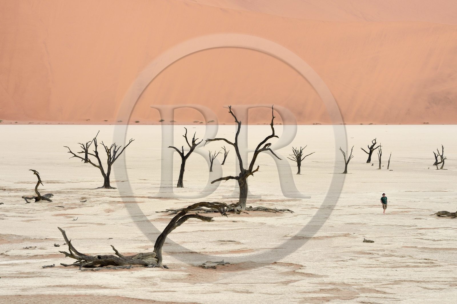 Namibie, région d'Hardap, désert du Namib, parc national du Namib-Naukluft, Erg du Namib classé Patrimoine Mondial de l'UNESCO, dunes de Sossusvlei, Dead Vlei, arbres morts de Camelthorn Acacia (Acacia erioloba)