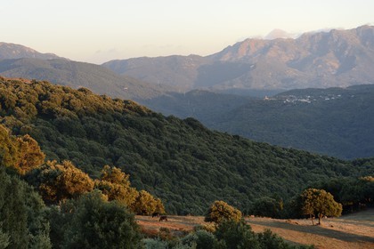 France, Corse-du-Sud (2A), Alta Rocca, vallée de Fiumicicoli et le village de Pantano en arrière plan