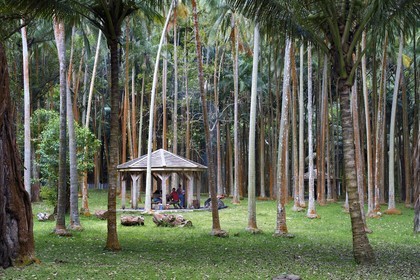 France, Ile de la Reunion, Parc national de La Réunion, classé Patrimoine Mondial de l'UNESCO, Sainte-Rose, anse des Cascades, abri de pique-nique dans la forêt de cocotiers