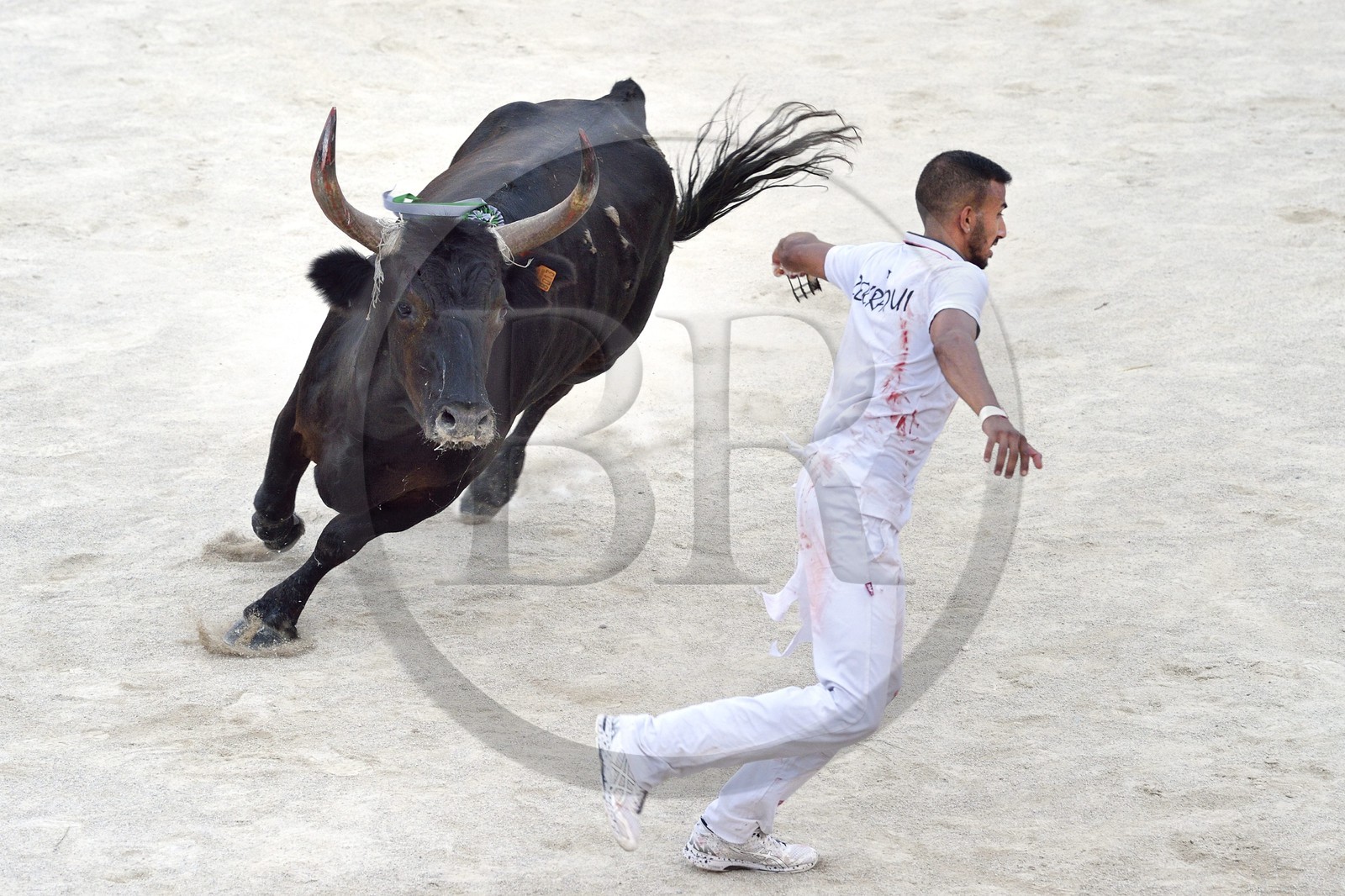 France, Bouches-du-Rhône (13), Arles, la course camarguaise  de la Cocarde d'Or aux Arènes, raseteur tentant d'attraper les attributs primés sur les cornes du taureau France, Bouches-du-Rhône (13), Arles, la course camarguaise  de la Cocarde d'Or aux Arènes, raseteur tentant d'attraper les attributs primés sur les cornes du taureau