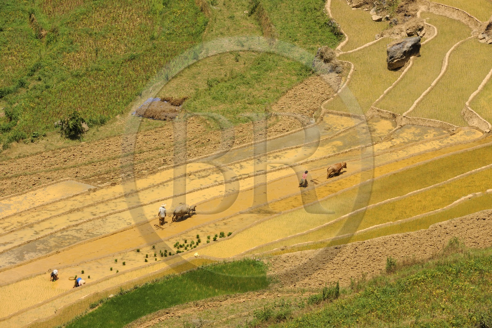 Vietnam, province de Lao Cai, région de Bac Ha, Can Cau, rizières en terrasses