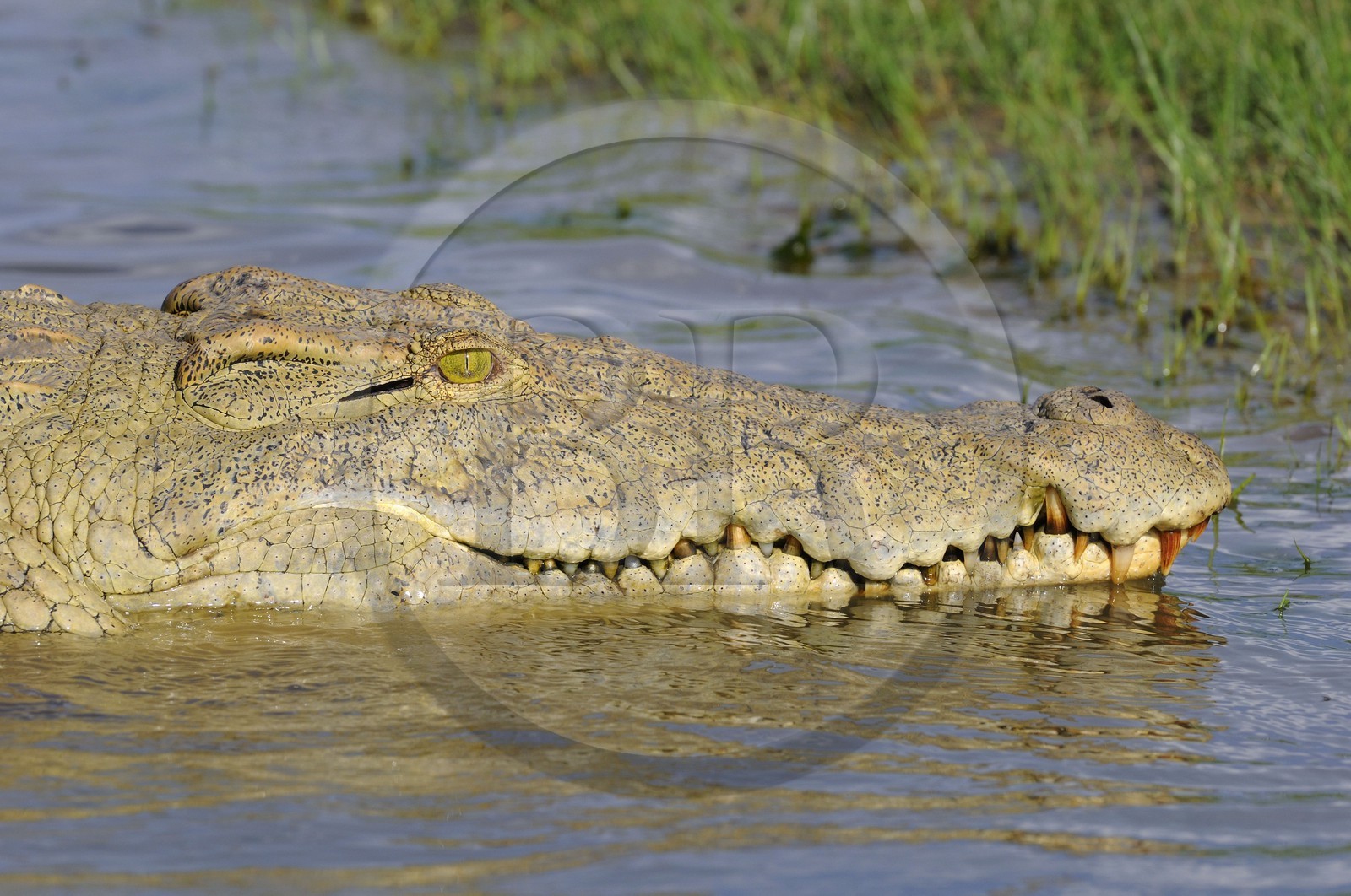Tanzanie, Reserve de gibier de Selous une des plus grandes zones protégées au monde et inscrite sur la liste du patrimoine mondial de l’Unesco depuis 1982, crocodile du Nil (Crocodylus niloticus) sur le lac Nzerakera formé par la rivière Rufiji