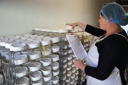 France, Orne, Pays d'Auge, village of Camembert, the Héronnière Farm, AOC unpasteurized milk farm-made Camembert, ripening and refinement of the cheese