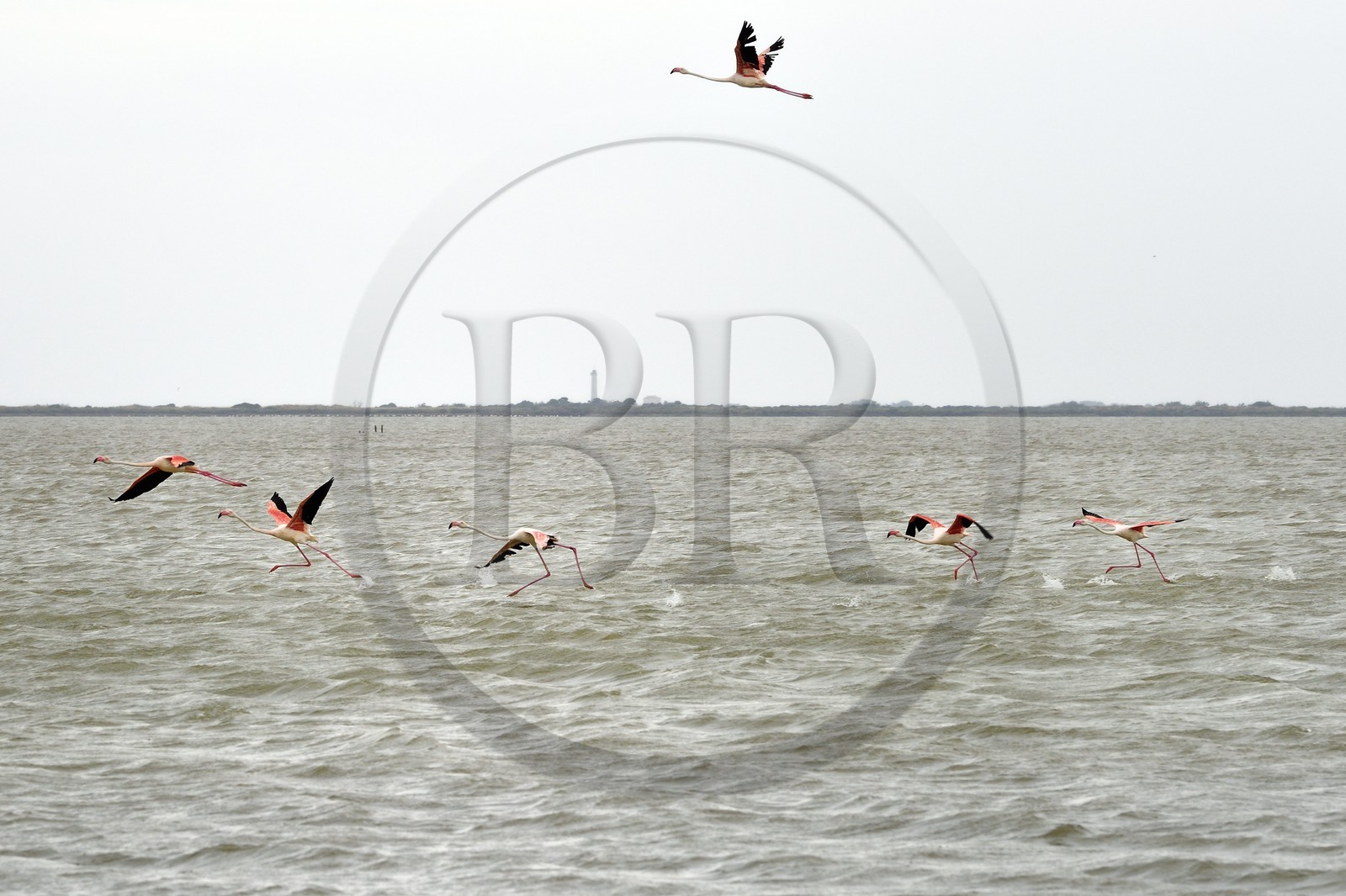 France, Bouches-du-Rhône (13), Parc naturel régional de Camargue, l’étang du Vaisseau, flamants roses (Phoenicopterus roseus) France, Bouches-du-Rhône (13), Parc naturel régional de Camargue, l’étang du Vaisseau, flamants roses (Phoenicopterus roseus)