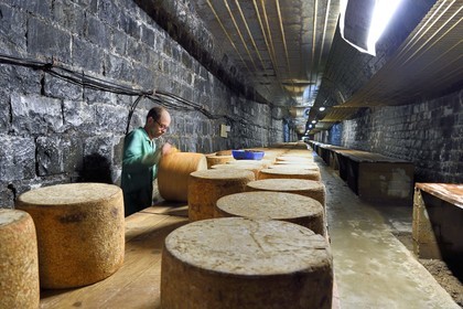 France, Cantal (15), La Chapelle-Laurent, cave d'affinage pour les fromages Marcel Charrade dans l'ancien tunnel ferroviaire de la ligne Saint-Flour - Brioude long d’un kilomètre, l'affineur Gautier Bouchet pratique le retournement des meules de fromage Cantal
