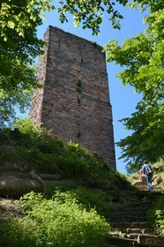 France, Bas Rhin, Saverne, Grand Geroldseck castle from the 12th century, the square keep has walls three metres thick faced in embossed stone