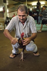 France, Ile de la Reunion, Petit Tampon, combat de coqs dans le Rond de Coq