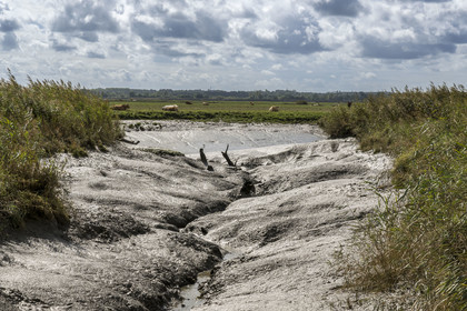 France, Loire-Atlantique (44), Lavau-sur-Loire, chenal envasé en bordure de l'estuaire de la Loire à marée basse