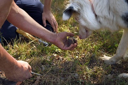 France, Var (83), Provence Verte, Bras, domaine de la maison d'hotes Le Peyrourier, la chienne truffière Fanny a trouvé une truffe