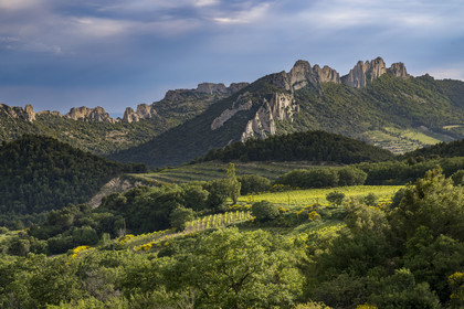 France, Vaucluse (84), Dentelles de Montmirail, la montagne des Dentelles Sarrasines et des vignobles en restanques, le Grand Montmirail en arrière plan à gauche