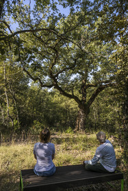 France, Var, Provence Verte (Green Provence), Bras, Academie du Bain de Foret Provencale (Academy of Forest Bathing in Provence), forest of the domaine Le Peyrourier - une campagne en Provence